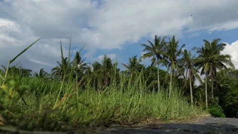 View from below on a hot sunny day on a tropical palm forest, Bali - Indonesia. Stock Footage 237480348