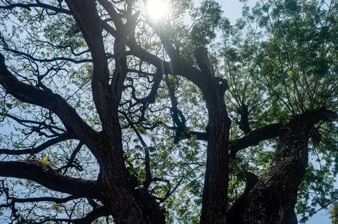 A view from below of a large tree with sprawling branches and green leaves,.. Stock Photos