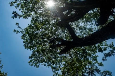 A view from below of a large tree with sprawling branches and green leaves,.. Stock Photos