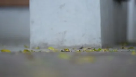 View from below of leaves blowing in the wind Stock Footage 262403690