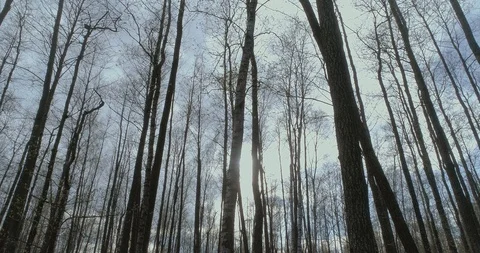 View from below long slender straight trunks Stock Footage 116534374
