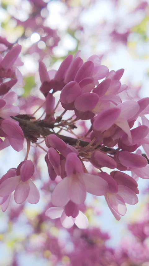 View from below looking up of pink-purple inflorescences on blooming Cercis Stock Footage 312256508