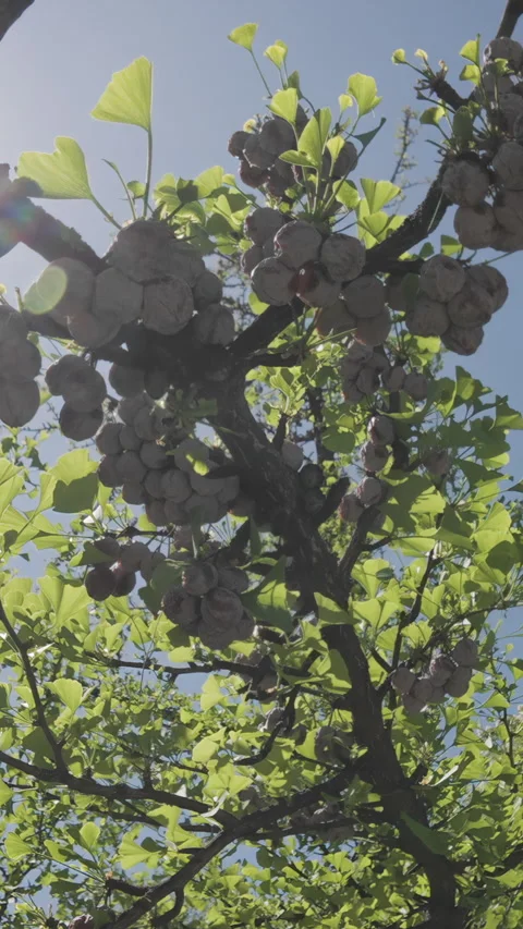 View from below of Maidenhair Tree, Ginkgo biloba covered with green leaves and Stock Footage 329671300
