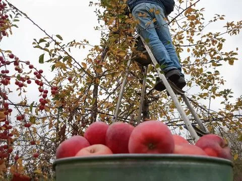 View from below at a man plucking apples standing on a ladder, bucket of apples Stock Photos