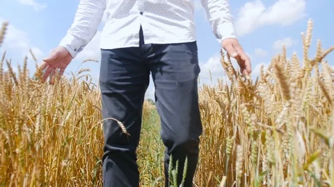 View from below of a man walking in a wheat field feeling something like a force Video stock 113879325