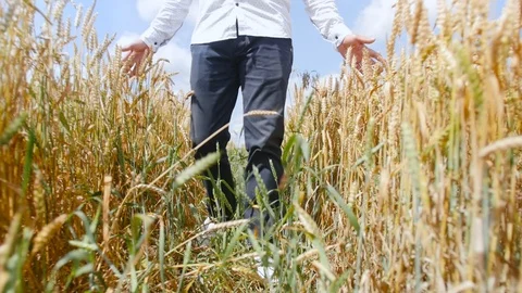 View from below of a man walking in a wheat field feeling something like a force 스톡 동영상 113905494