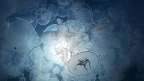 View from below of many jellies drifting in sea current under scorching midday Stock Footage 331728044