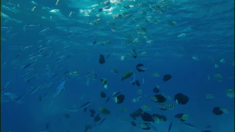 View from below of mixed school of colorful tropical fish of different species Vidéo 339967102