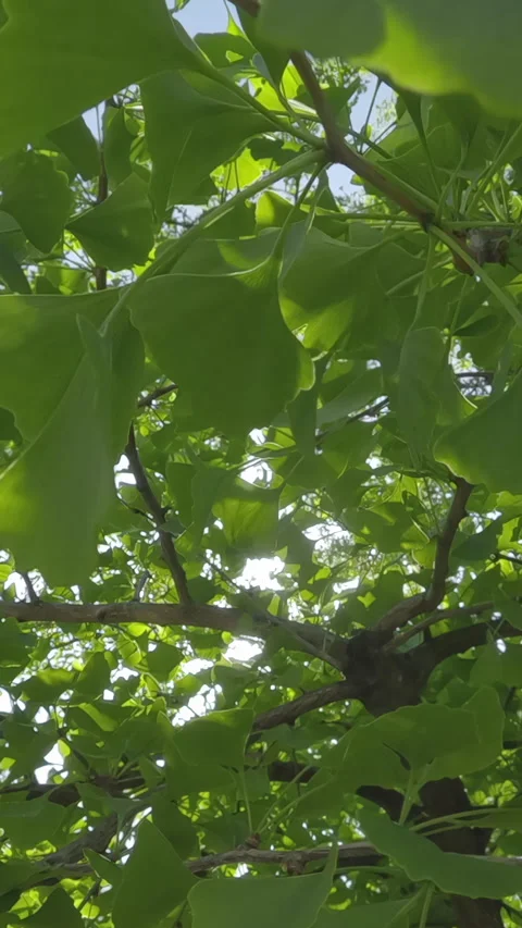 View from below, moving down between branches with dense foliage of Maidenhair Stock Footage 347010811