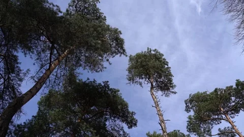 View from below of moving pine trees because of a strong wind in spring Stock Footage 246434019