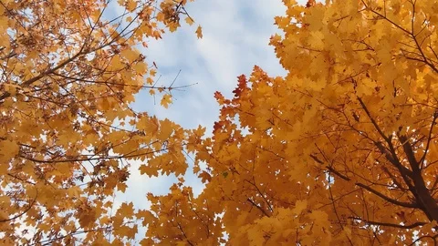 View from below on the orange leaves of maple trees against the blue sky Stock Footage 118243947