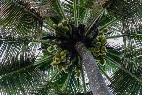 View from below of a palm tree full of coconuts in Bali Indonesia Stock Photos