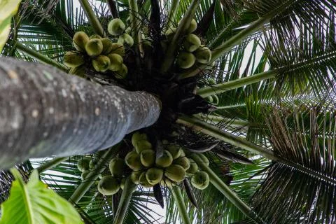 View from below of a palm tree full of coconuts in Bali Indonesia Stock Photos