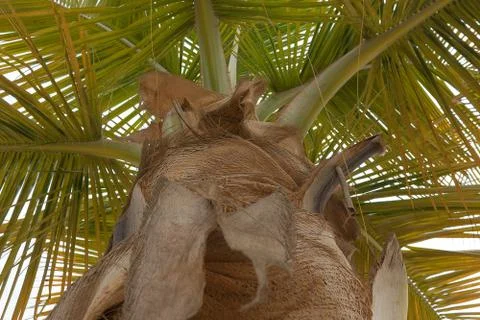 View from below palm tree. Stock Photos