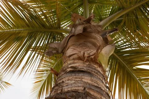 View from below palm tree. Stock Photos