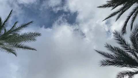 A view from below of the palm trees and the blue sky with clouds. gyration Stock Footage 230493477