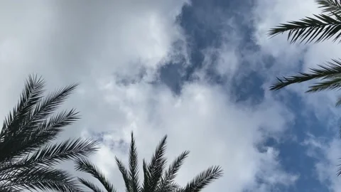 A view from below of the palm trees and the blue sky with clouds. gyration Stock Footage 231810023