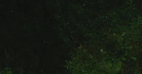 View from below with panning of trees and green leaves at night PART 2 Stock Footage 246059436