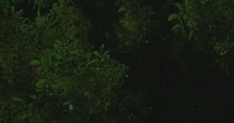 View from below with panning of trees and green leaves at night Stock Footage 246059479