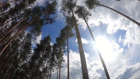 View from below of pine trees and blue sky in the forest circular motion  Stock Footage 278256140