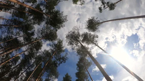 View from below of pine trees and blue sky in the forest circular motion  Vídeos de archivo 278256148
