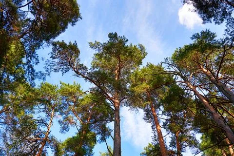 View from below of pine trees Stock Photos