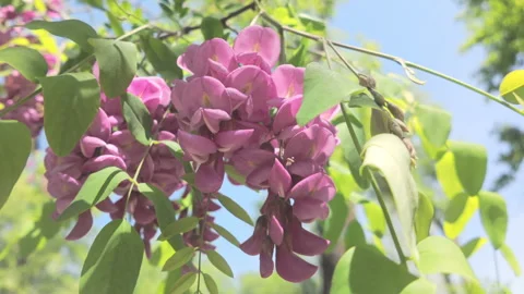 View from below of pink flowers of Rose Acacia or Bristly locust, Robinia 库存影片 339373259
