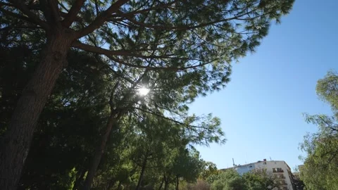 View from below. Rays of the Sun Beautifully Break Through the Coniferous T.. Stock Footage 287587126