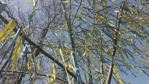 View from below on set of yellow and blue ribbons tied to branches of tree and Stock Footage 340068001