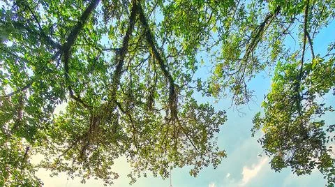 A view from below shows lush tree branches extending towards the bright blue  Foto stock