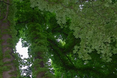View from below up to the sky between tree branches Stock Photos
