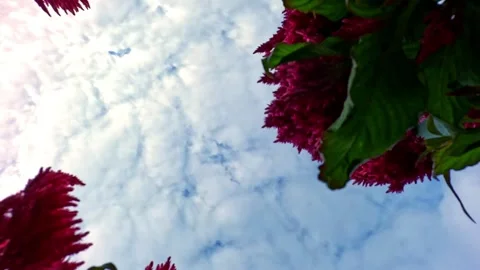 View from Below with Sky, Red Flowers, and Green-Yellow Leaves Stock Footage 253481286