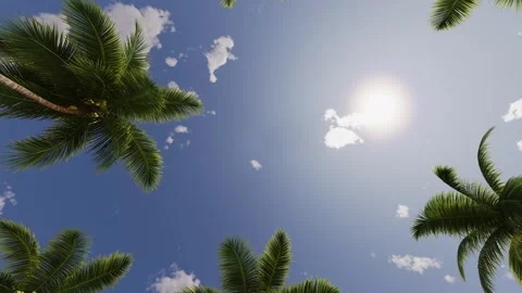 View from below of the sky with the sun and tropical palm trees. Stock Footage 313497010