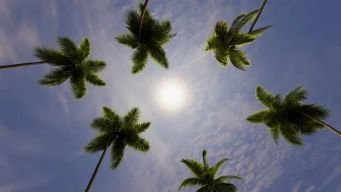 View from below of the sky with the sun and tropical palm trees. Video stock 313497021