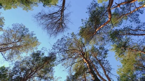 View from below to the sky through the pines. View of the pine trees from below Stock Footage 229459933