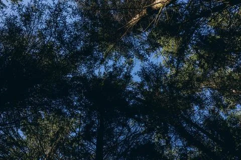 View from below, sky visible through tall trees in the forest 库存照片