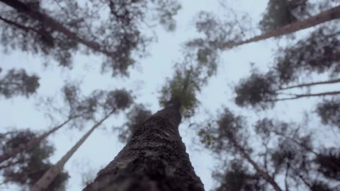 View from below stormy forest coniferous trees, Pine Trees. Stock Footage 286204571
