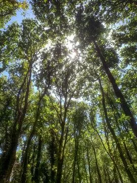 View from below of sunlight breaking through green tree crowns, summer fore.. Stock Photos