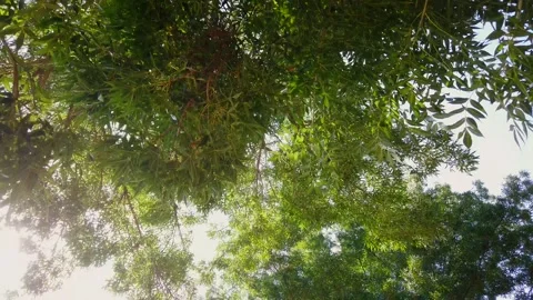 View From Below Of The Sunlight Shining Between Tree Leaves during summer day, Video stock 255940307