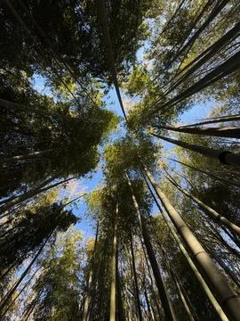 View from below of tall bamboo trees with green leaves toward the blue sky Stock Photos