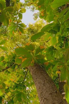 View from below of a tall chestnut tree with green and golden leaves glowin.. Stock-Fotos