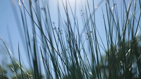 View from below. Tall Grass on a Background of Blue Sky and Sun Rays. Slow .. Stock Footage 287588235