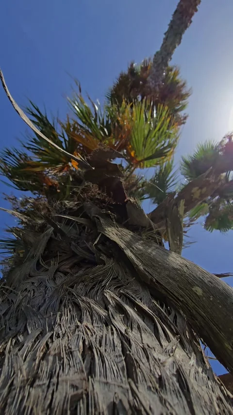 View from below a tall palm tree showing trunk in the foreground and green .. Stock Footage 317685641