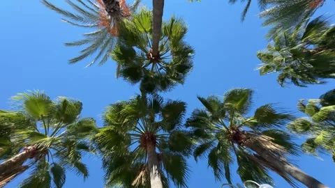 View from below of tall palm trees reaching skyward in daylight. Video stock 325649557