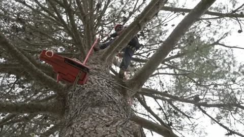 View from below of a technician hoisting a chainsaw into a tree. Stock Footage 302790350