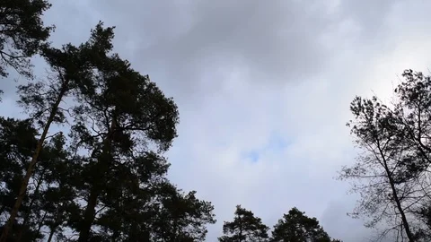 View from below through the dark pines Stock Footage 124482969