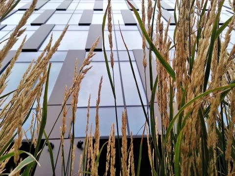 View from below, through the tall yellow dried grass on the modern high build Foto stock