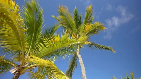 View from below on the top of the palm trees. Stock Footage 167088469