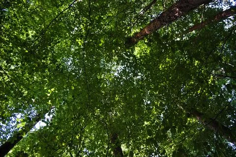 View from below to the top of the trees Stock Photos