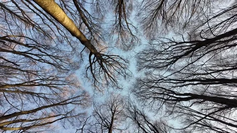 A view from below of the tops of bare trees. Stock Footage 311650317